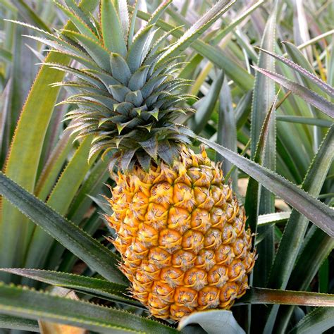 Pineapple - 1 pc South Africa